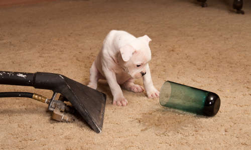 Stain and pet odour removal in York